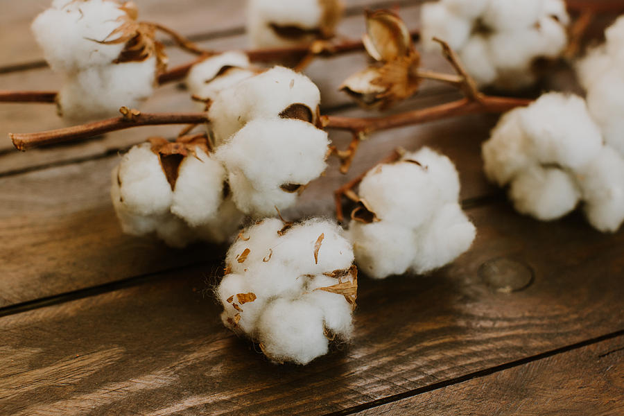 Dried cotton over wooden background Photograph by Victoria Bee Photography