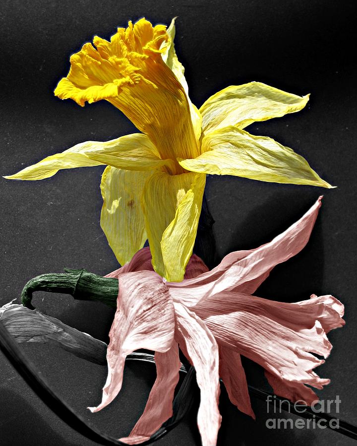 Dried Daffodils Photograph by Nina Silver