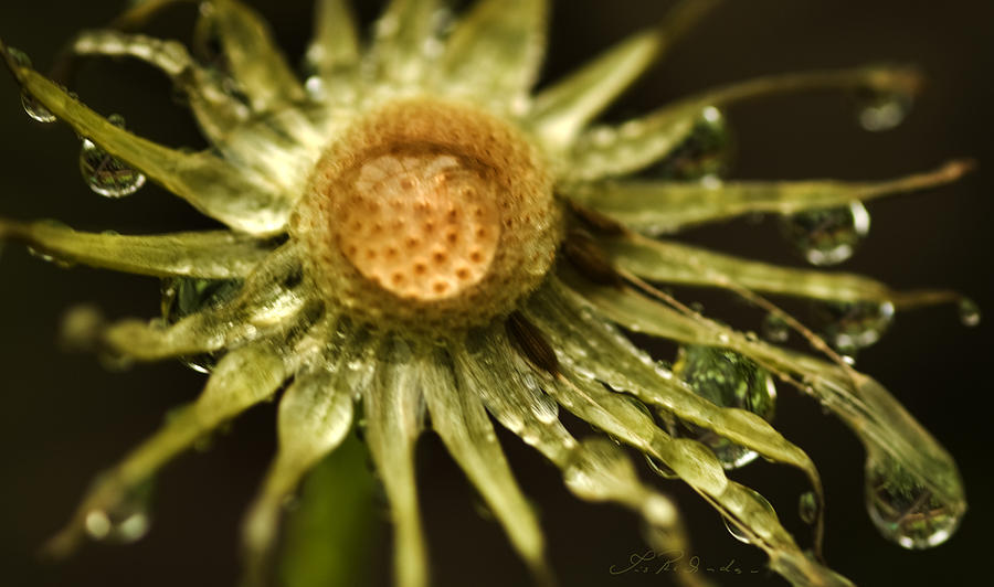 Flowers Still Life Photograph - Dried Dandelion after Rain by Iris Richardson