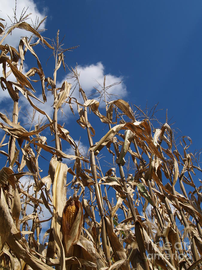 Fall Photograph - Dried Field Corn in Kutztown PA by Anna Lisa Yoder