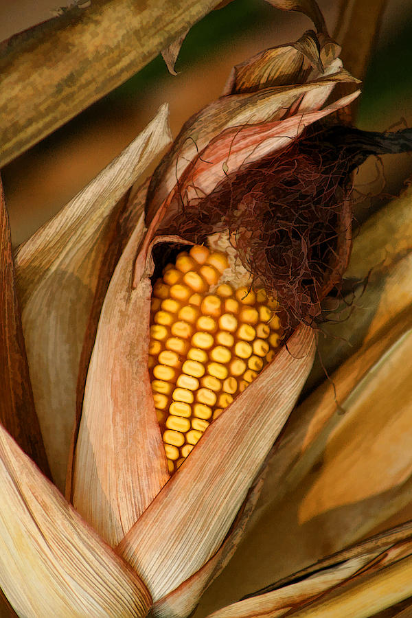 Dried Field Corn Photograph by Kathy Clark