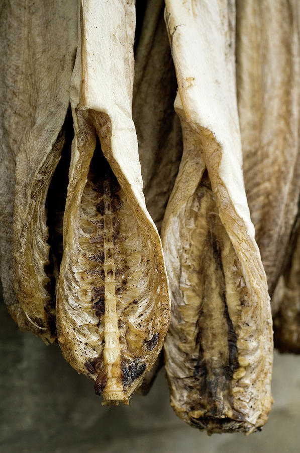 Dried Fish Photograph by Daniel Sambraus/science Photo Library