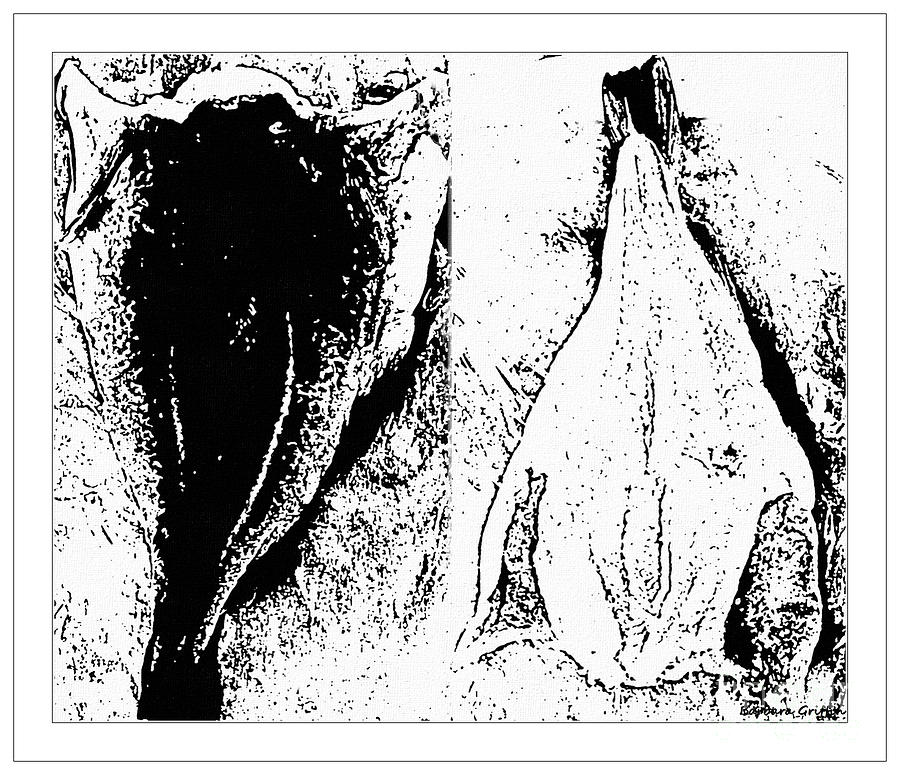 Dried Fish Front and Back - Sketch Digital Art by Barbara A Griffin