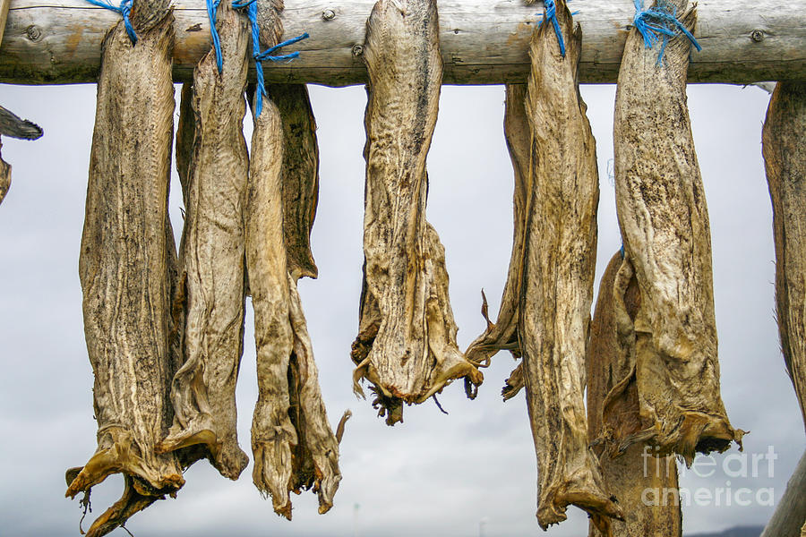Dried Fish Photograph by Patricia Hofmeester