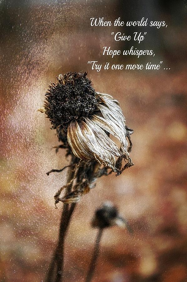 Flowers Still Life Photograph - Dried Flower by Stephanie Calhoun