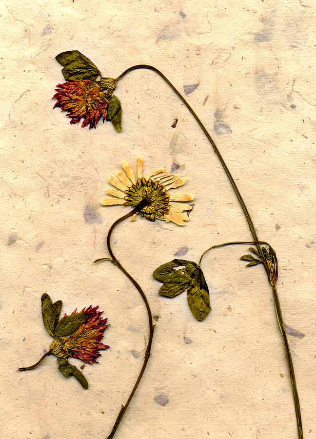 Dried Flowerrs 1 Photograph by Matthew Pace