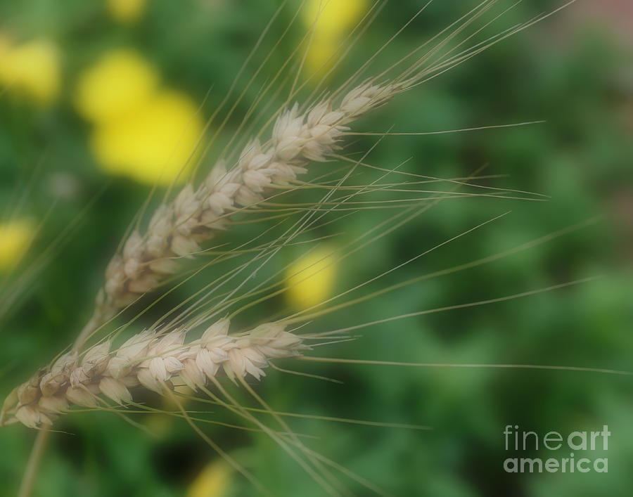 Dried Grass In Soft Focus Photograph by Smilin Eyes Treasures
