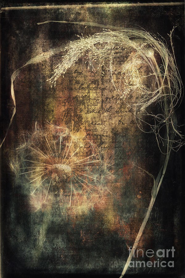 Flower Digital Art - Seeds and Textures #1 by Ann Garrett