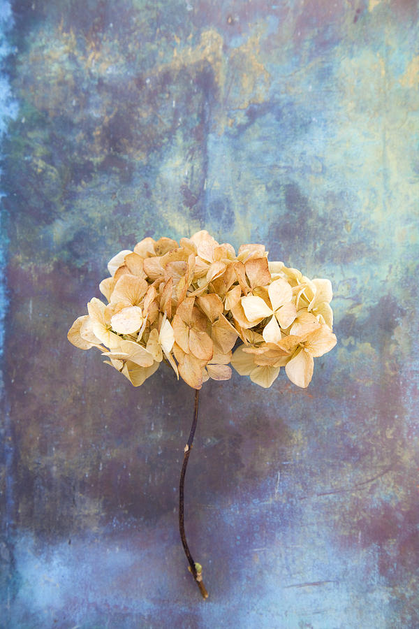 Dried Hydrangea Photograph by Maria Heyens
