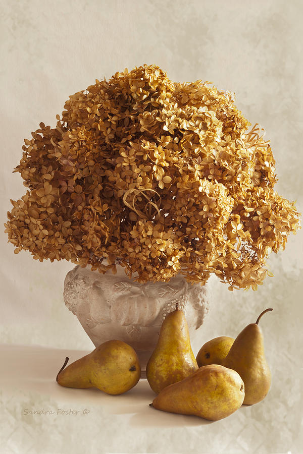 Dried Hydrangeas And Pears Still Life Photograph by Sandra Foster