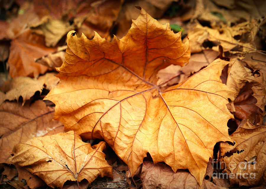 Dried Leaves Photograph by Carol Groenen