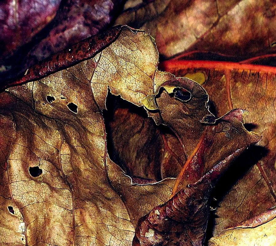 Dried Leaves XI Photograph by Alejandro Mahias