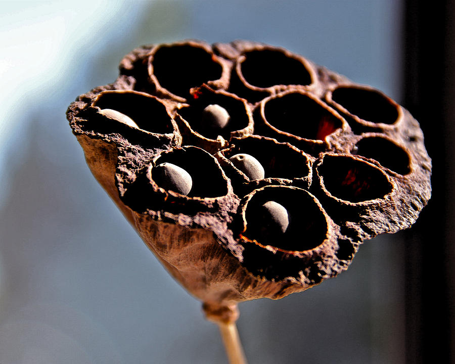 Delightful Hinds Canvas #1: Dried-lotus-stem-richard-hinds.jpg Delightful Hinds Canvas #1: Dried-lotus-stem-richard-hinds.jpg