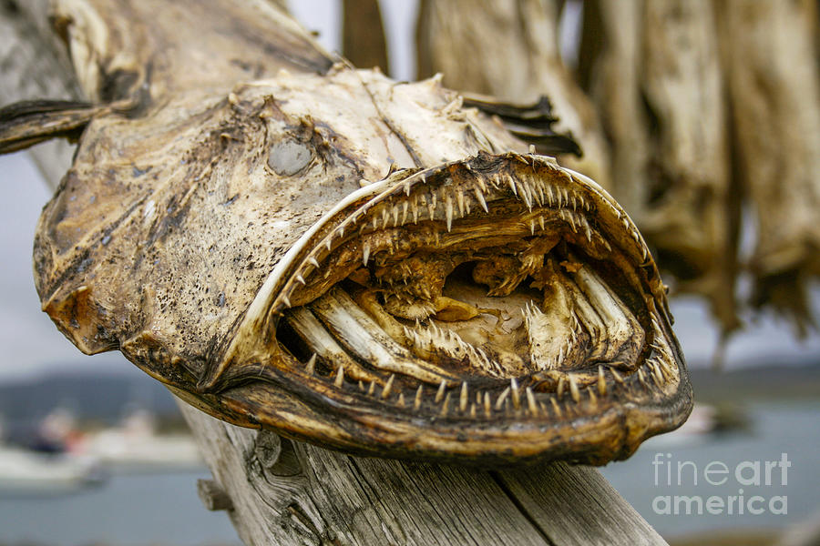 Dried angler- or monkfish Photograph by Patricia Hofmeester