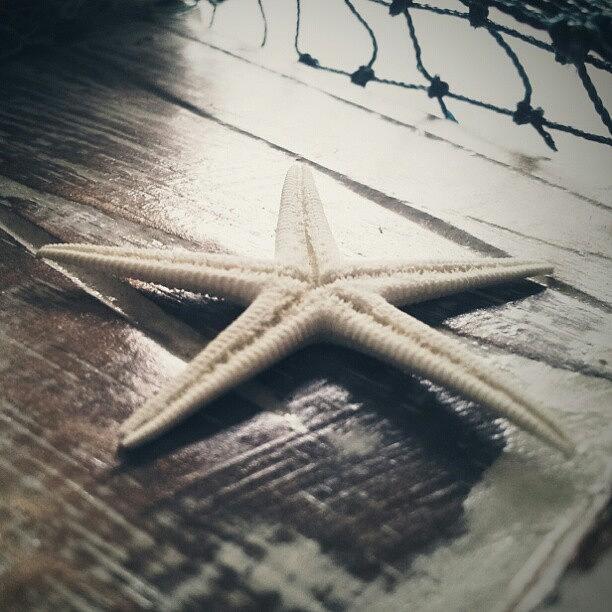Vintage Photograph - Dried out star fish on old wood by Liz Grimbeek