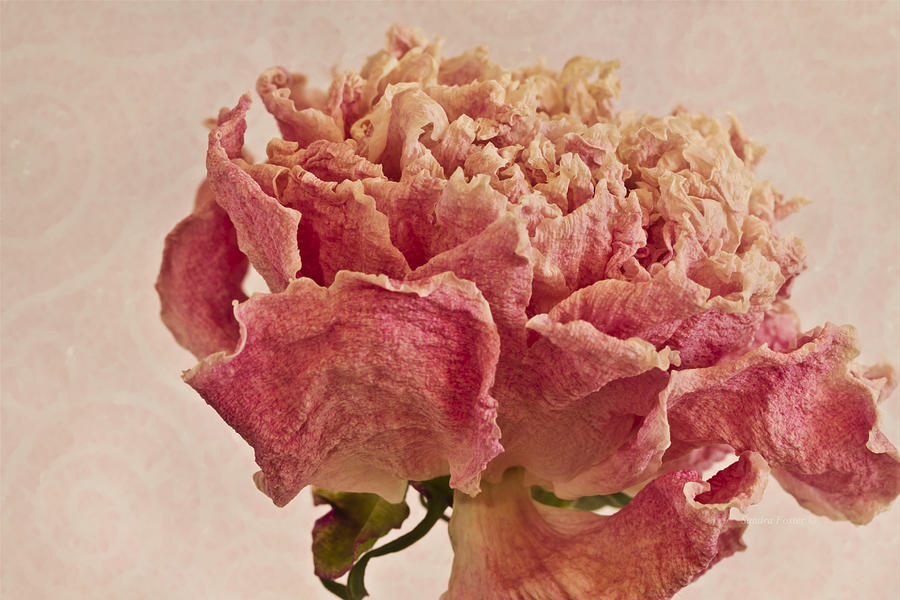 Paeonia Photograph - Dried Peony Macro - Textured Background by Sandra Foster