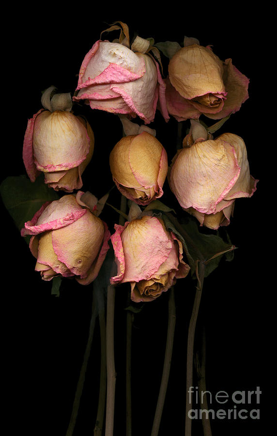 Dried Pink Roses Photograph by Oscar Gutierrez
