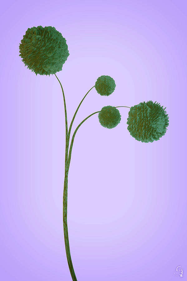 Dried Plant 2 of 4 Digital Art by Matthew Lindley