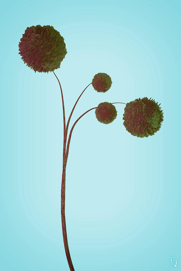 Dried Plant 3 of 4 Digital Art by Matthew Lindley