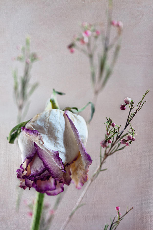 Dried Rose Photograph by Carolyn DAlessandro