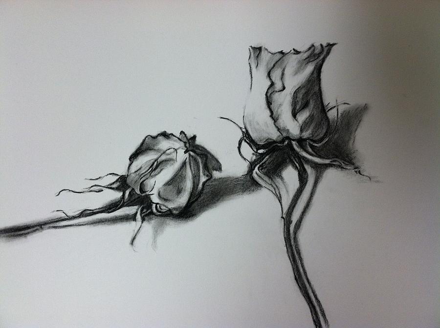 Dried Rose Drawing by Hae Kim - Fine Art America