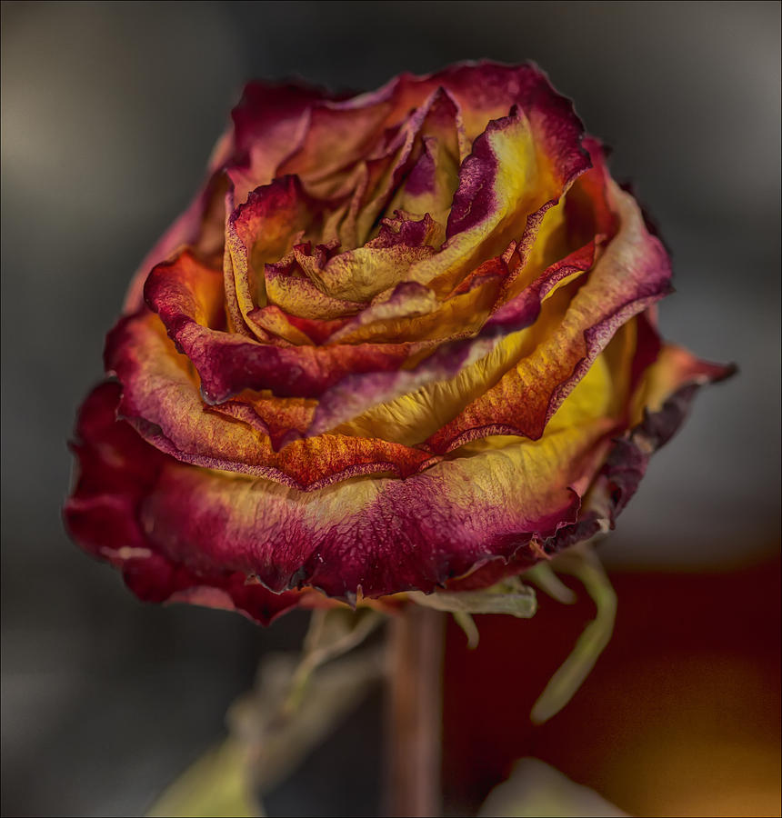 Dried Rose Still Life Photograph by Robert Ullmann