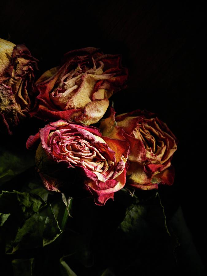 Dried Roses by Patrick Llewelyn-davies/science Photo Library