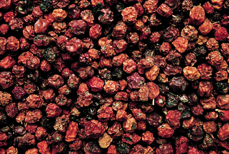 Dried Rowan Berries Photograph by Th Foto-werbung/science Photo Library