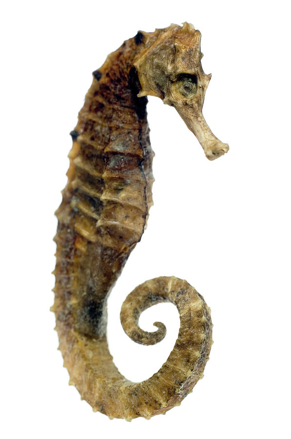 Seahorse Photograph - Dried Seahorse by Daniel Sambraus/science Photo Library