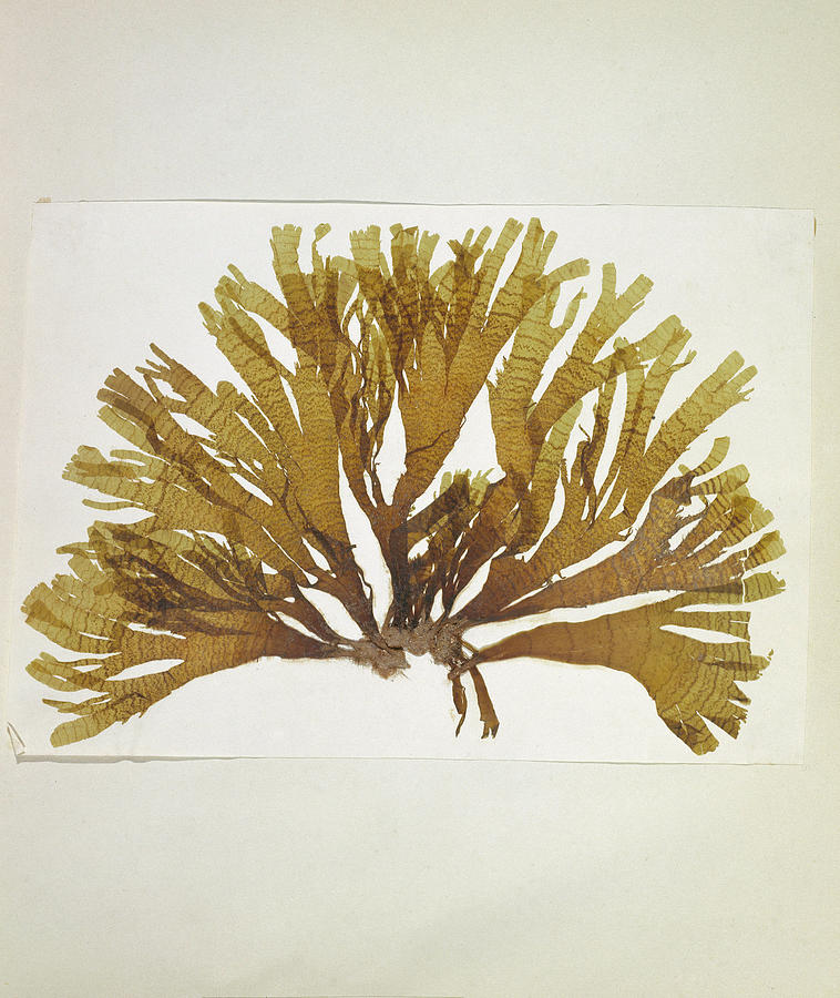Dried Seaweed (dictyota Atomaria) Photograph by Natural History Museum, London/science Photo Library