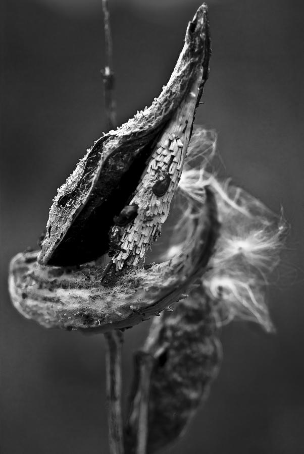 Dried Seed Pod Photograph by Samantha Eisenhauer | Fine Art America