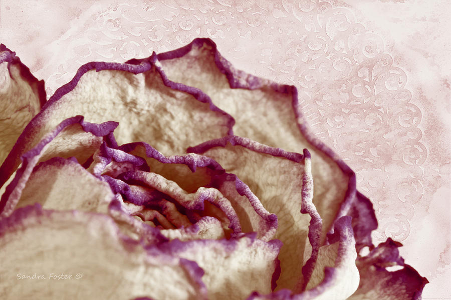 Dried Single Pink Rose Macro Photograph by Sandra Foster
