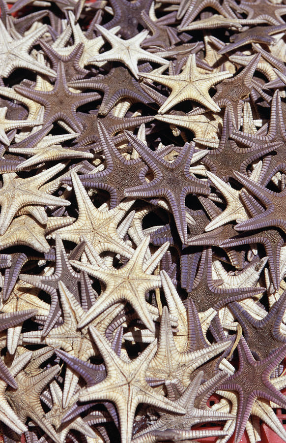 Dried Starfish At The Wholesale Seafood Photograph by Oliver Strewe