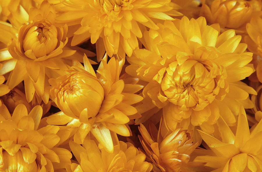 Dry straw flower or everlasting ,Helichrysum bracteatum Poster