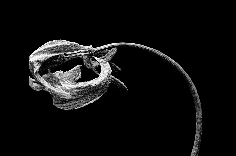 Dried Tulip in Black and White Photograph by Phyllis Meinke