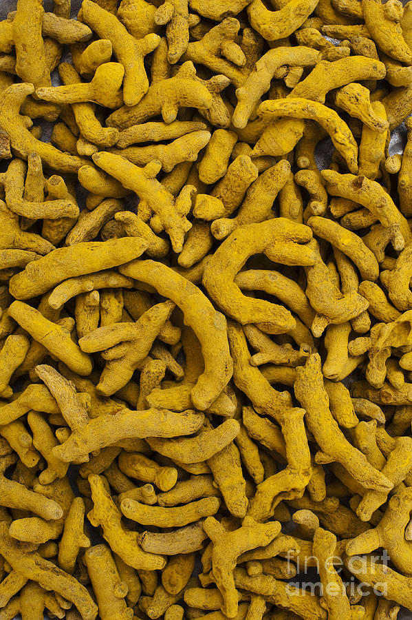 Dried Turmeric Rhizomes Photograph by Tim Gainey