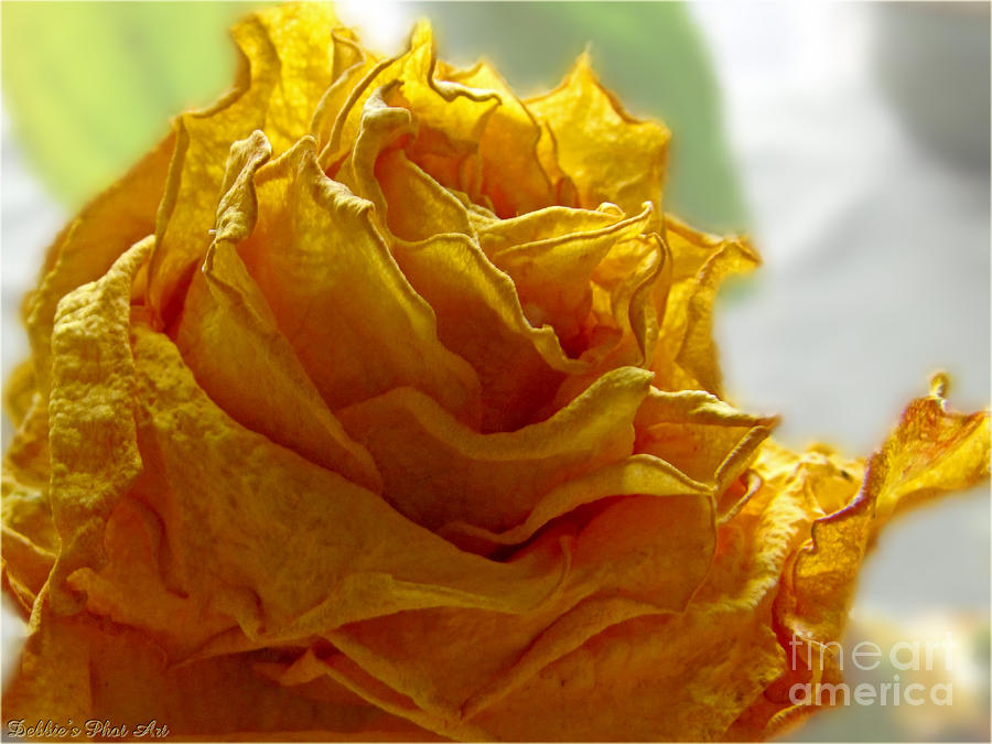 Dried Yellow Rose Photograph by Debbie Portwood