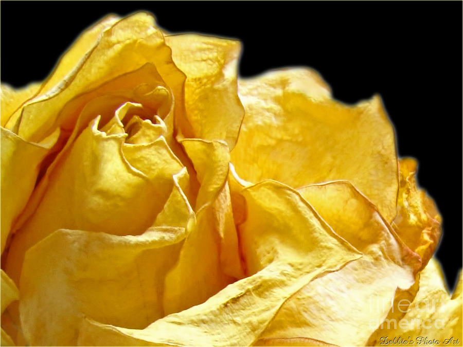 Dried Yellow rose II Photograph by Debbie Portwood
