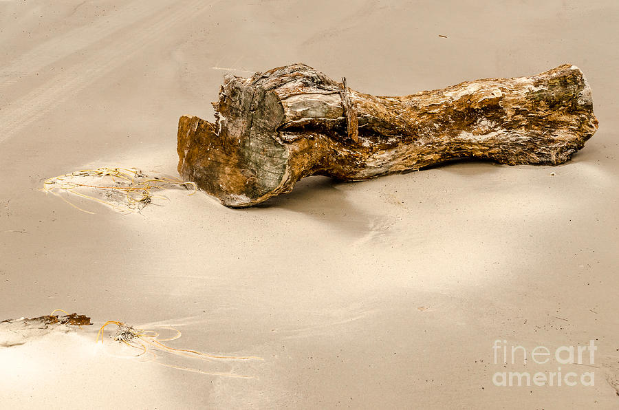 Drift Wood and Whip Coral Photograph by Debra Martz