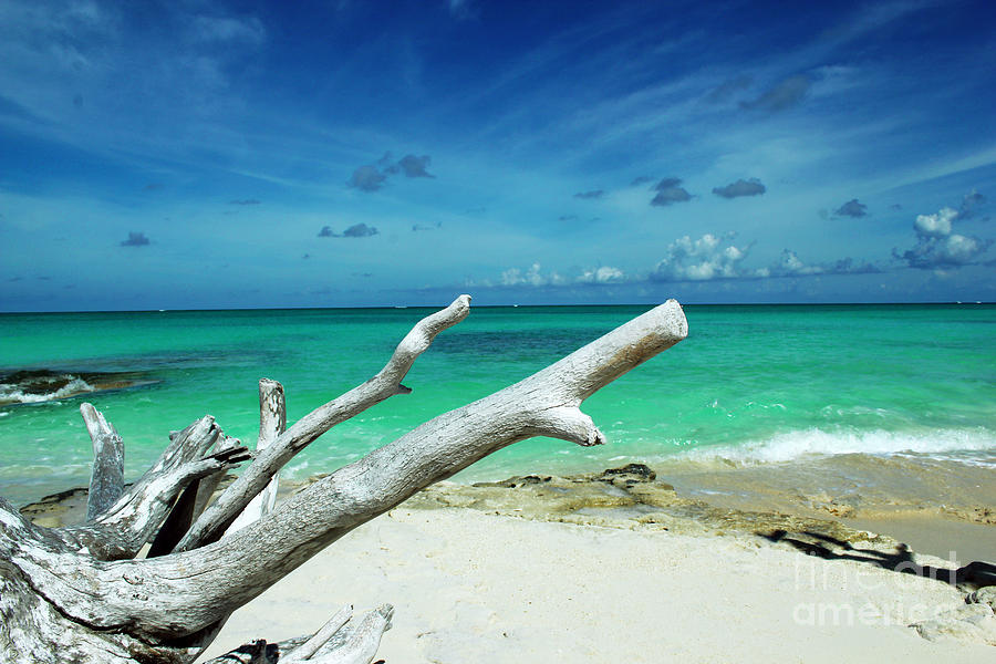 Drift Wood in the Caribbean Photograph by Robyn Saunders