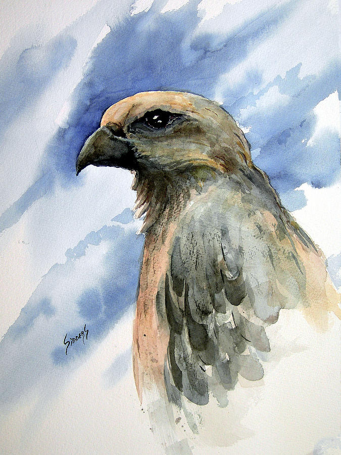 Hawk Painting - Drifter by Sam Sidders