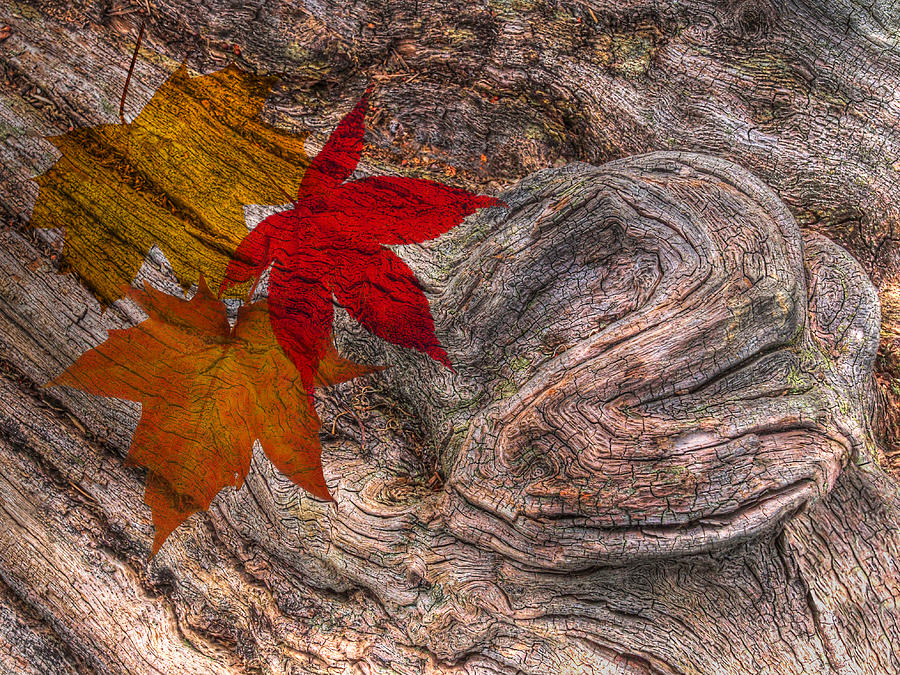 Drifting Autumn Leaves Photograph by Gill Billington