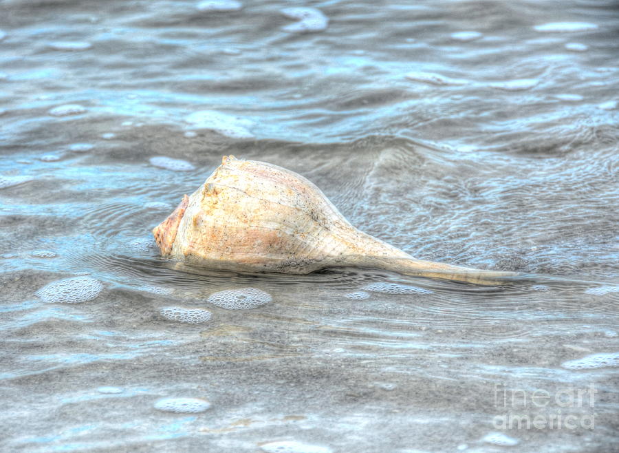 Beach Photograph - Drifting Shell by Debbi Granruth