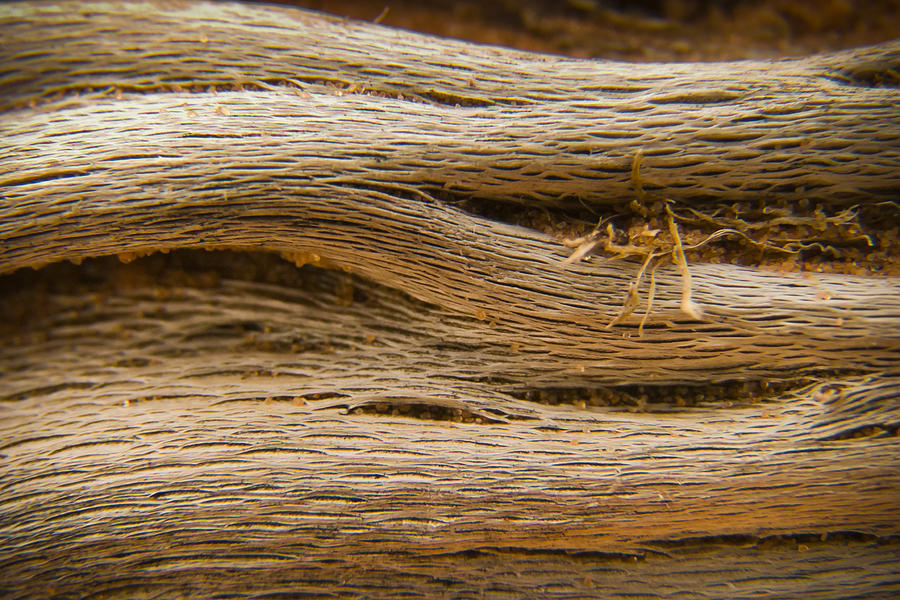 Driftwood 1 Photograph