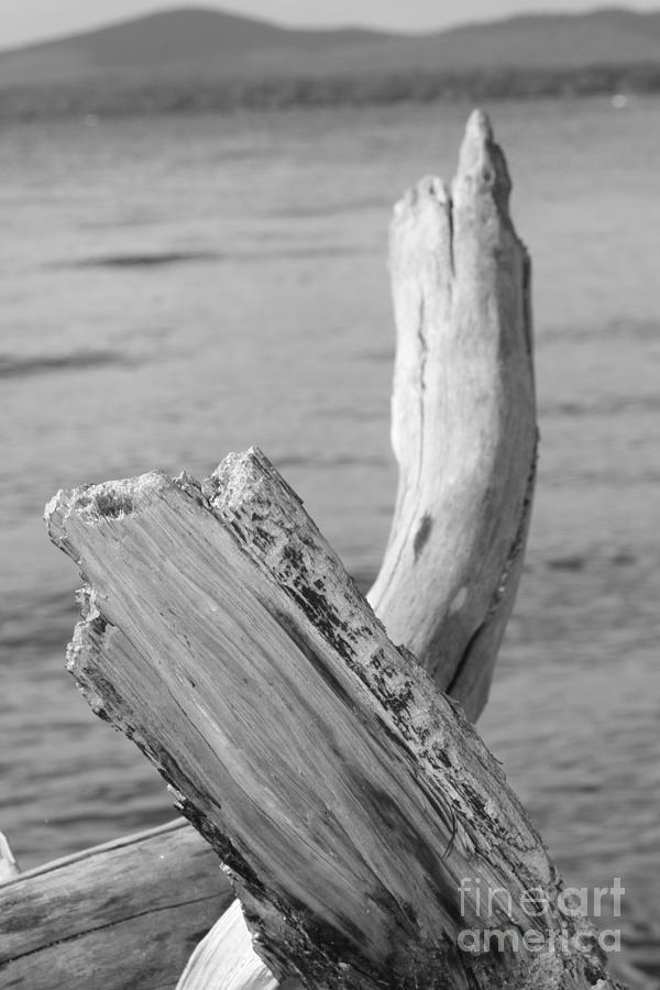Driftwood 2 Photograph by Barbara Bardzik