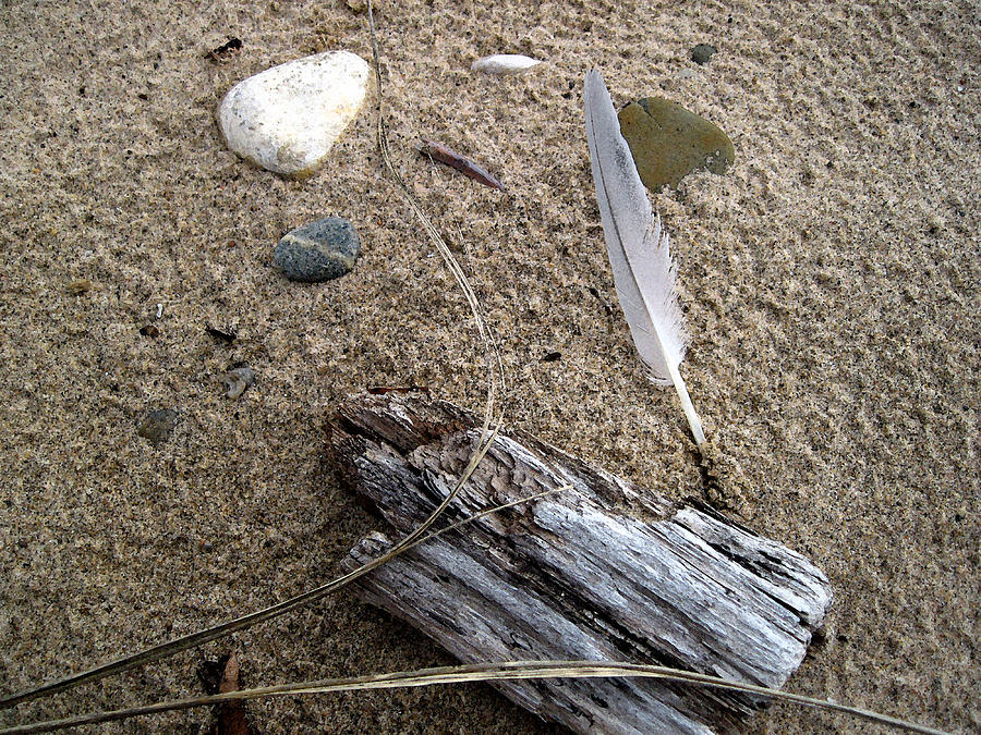 Driftwood and Feather Photograph by Mary Bedy