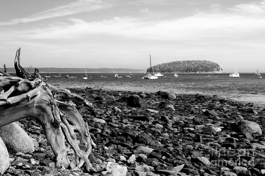 Driftwood and Harbor Photograph by Jemmy Archer