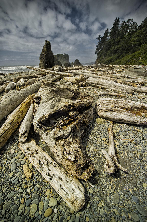 Driftwood And Sea Stacks On Ruby Beach Photograph