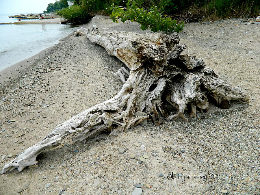 Driftwood at Lake Erie Photograph by Kathy Barney