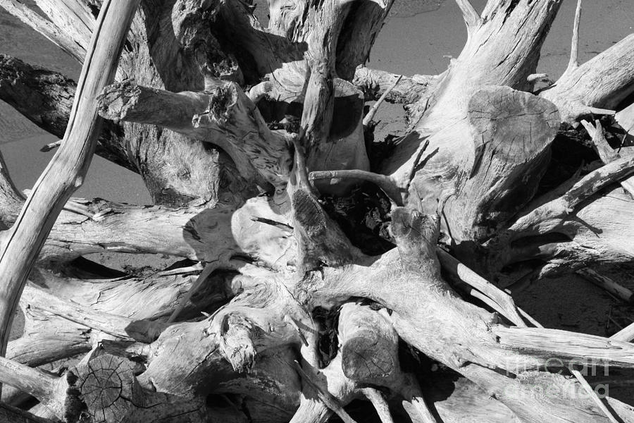 Driftwood Photograph by Barbara Bardzik
